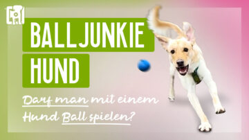 Balljunkie Hund - Darf man mit einem Hund Ball spielen?
