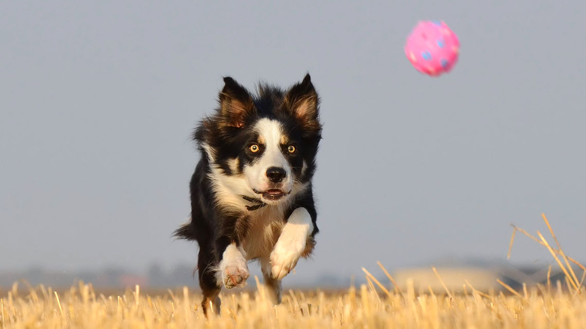 Balljunkie Hund - mit Welpe Ball spielen

